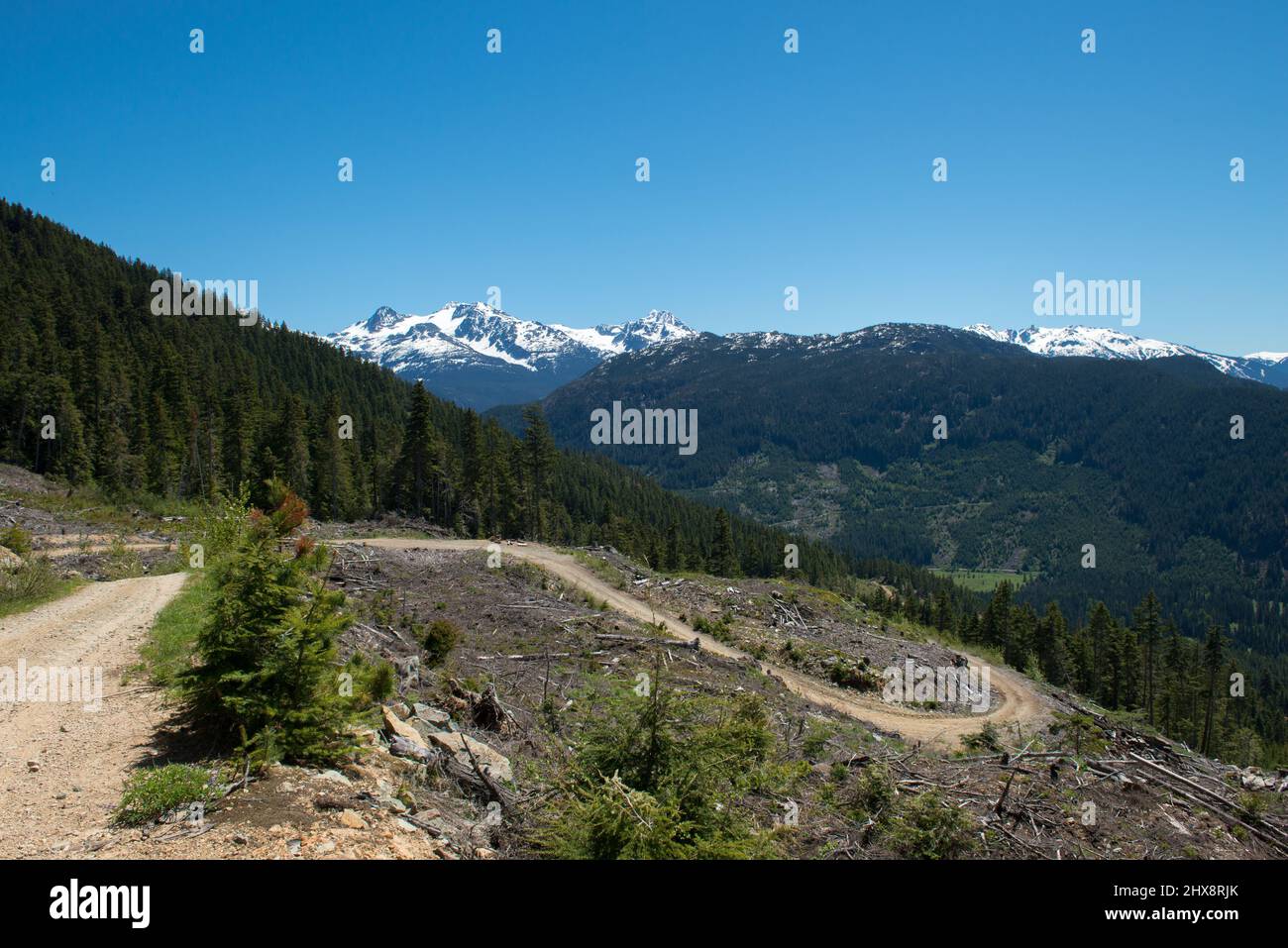 Clear-cutting in a logging area of the forest of British Columbia, Canada. Stock Photo