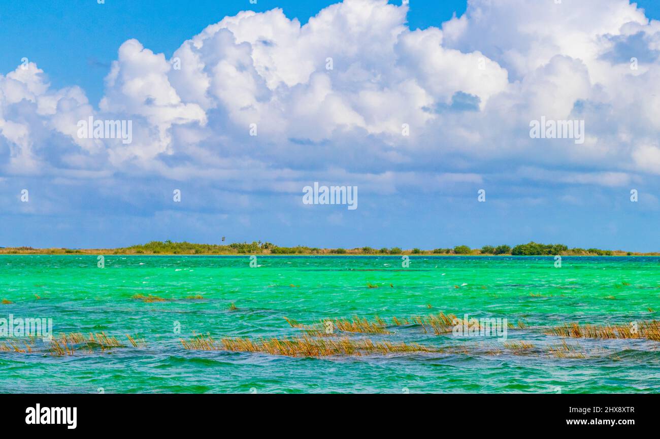 Amazing natural panorama view to the Muyil Lagoon in the tropical jungle nature forest with colorful turquoise water in Sian Ka'an National park Muyil Stock Photo