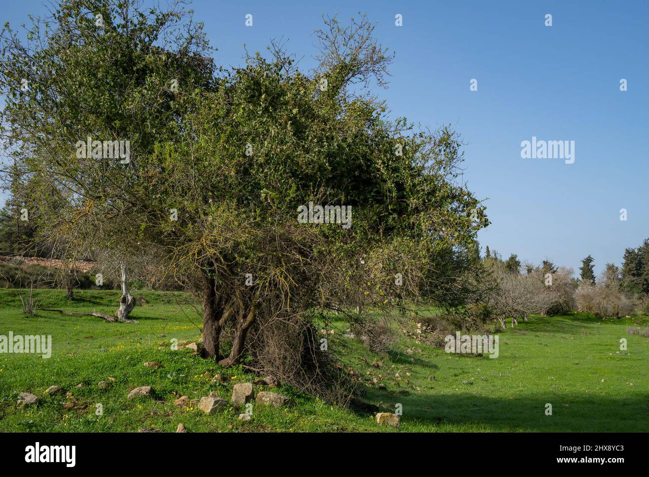 An old almond tree, covered by a climbing plant in an israeli fallow field in the Judea mountains near Jerusalem, Israel. Stock Photo