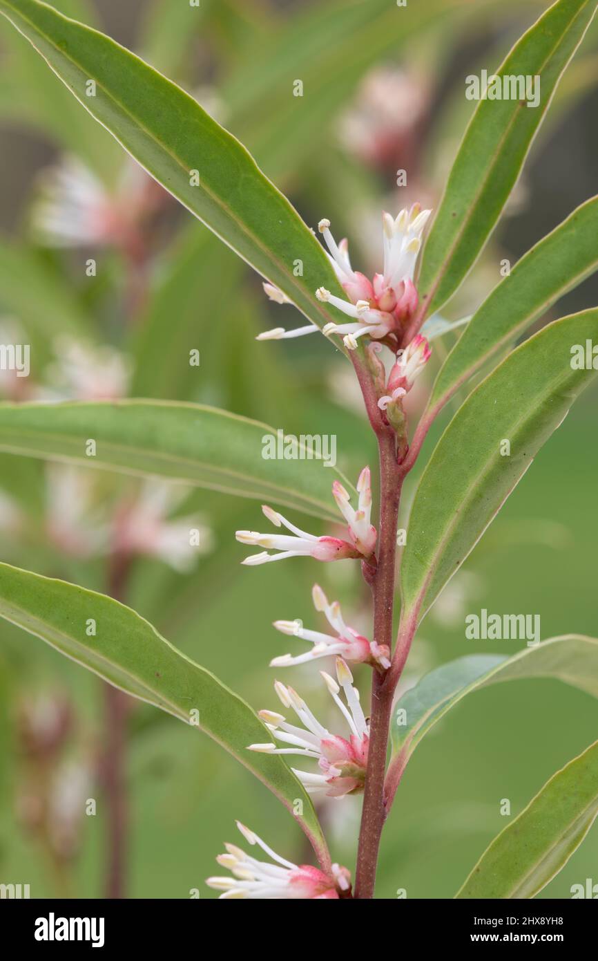Macro shot of Himalayan sweet box (sarcocca hookeriana) flowers in