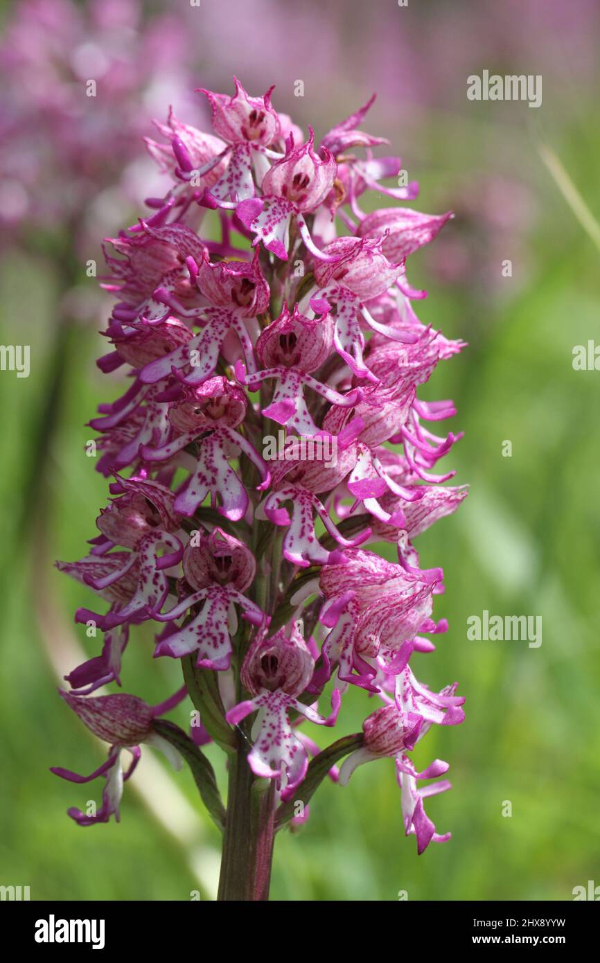 Lady x Monkey Orchid hybrid, Orchis x angusticruris, Oxfordshire, England, UK Stock Photo
