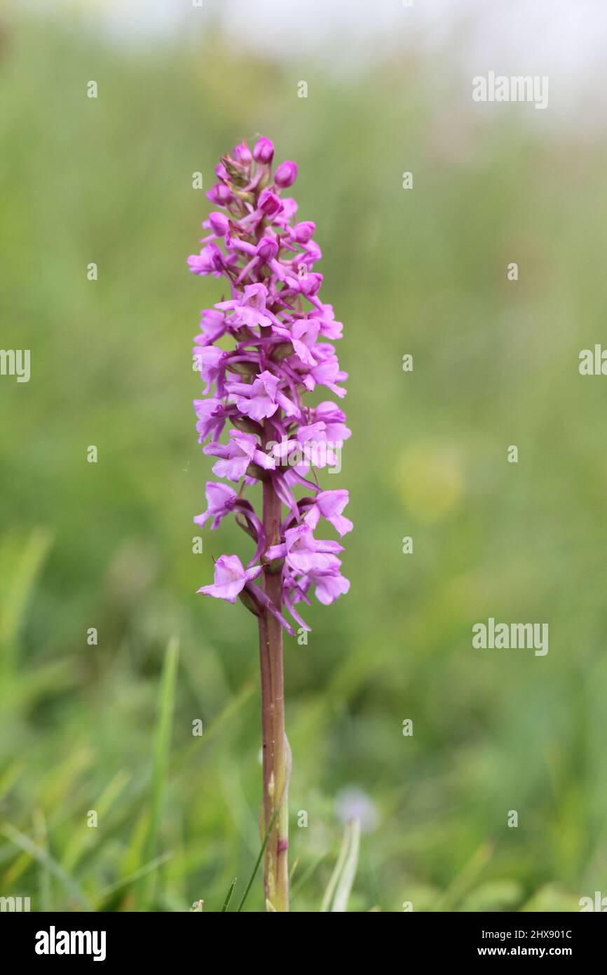 Chalk Fragrant Orchid, Gymnadenia conopsea, Hampshire, England, UK Stock Photo