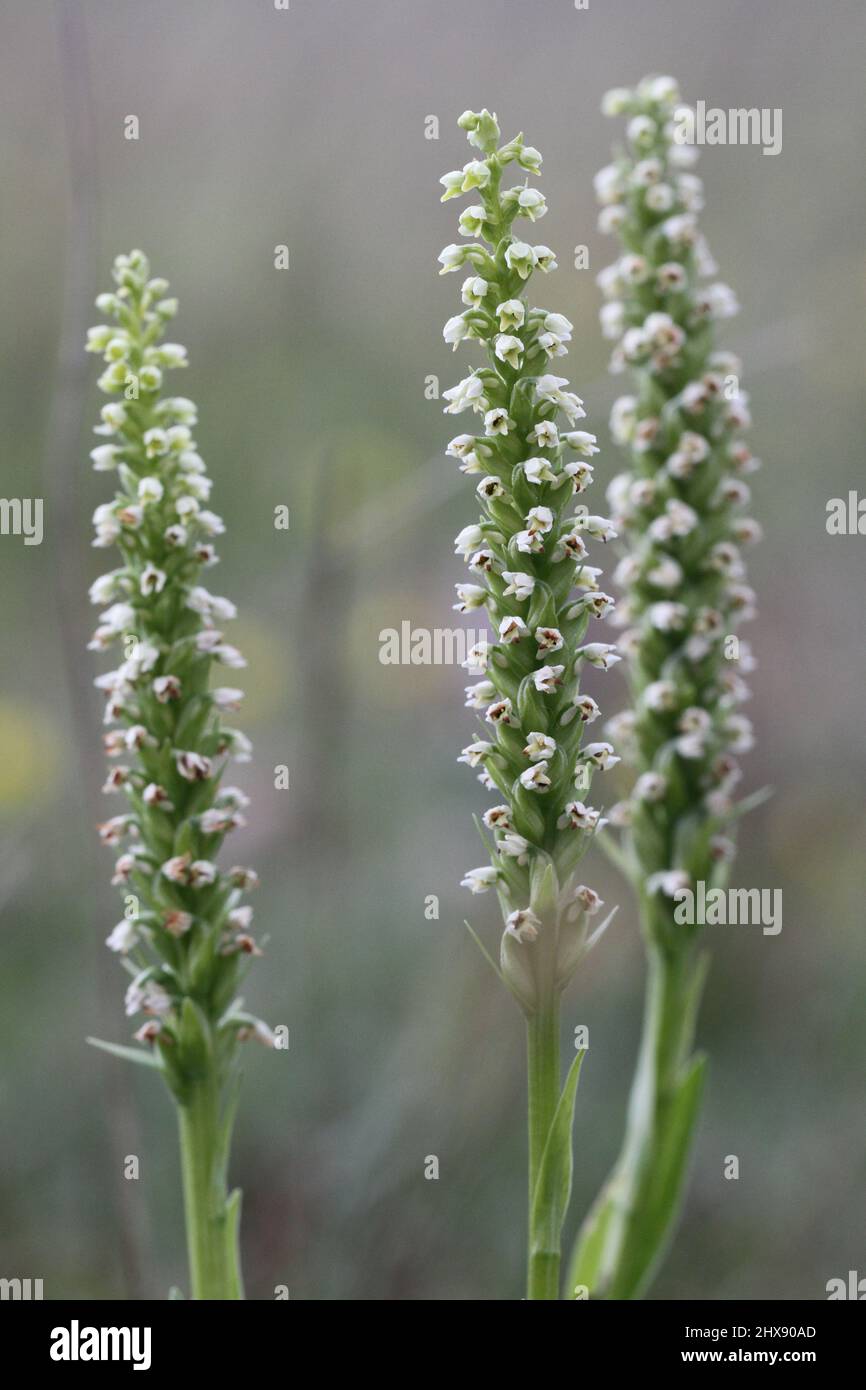 Small White Orchids, Pseudorchis albida, Inverness-shire, Scotland, UK Stock Photo