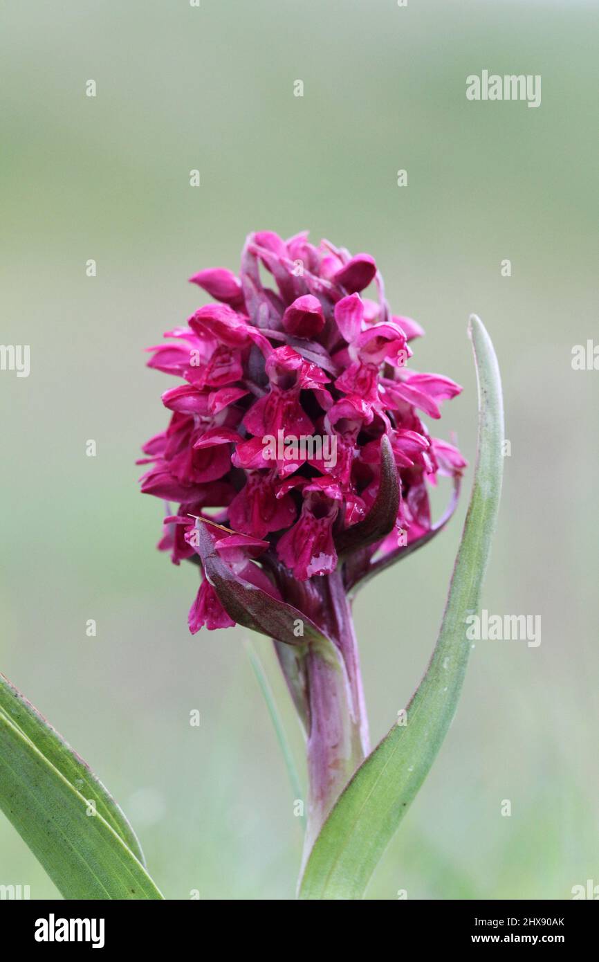 Early Marsh Orchid, Dactylorhiza incarnata, ssp coccinea, Hebrides, Scotland, UK Stock Photo