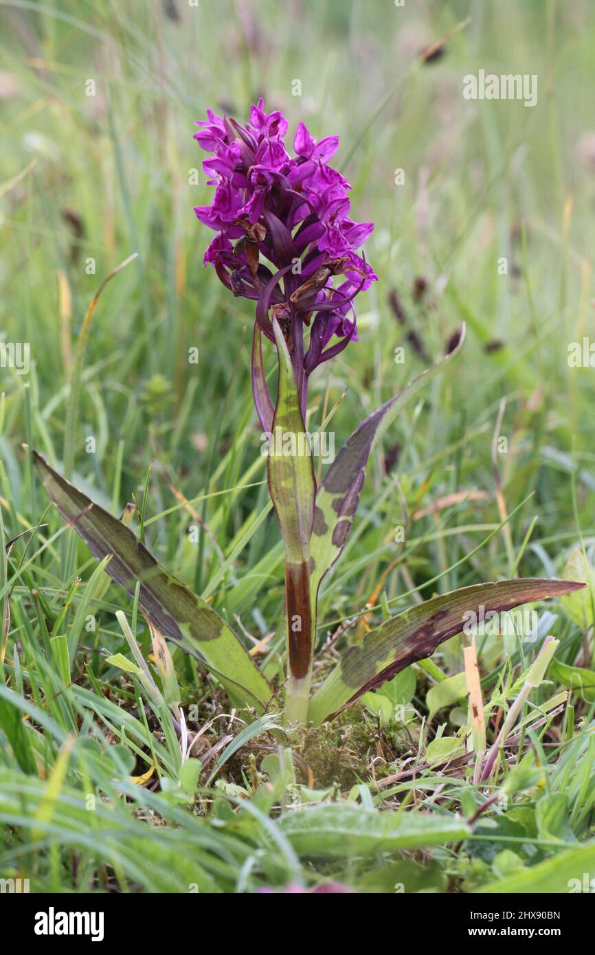 Hebridean Marsh Orchid, Dactylorhiza ebudensis (aka Dactylorhiza traunsteinerioides ssp. francis-drucei var.ebudensis), Hebrides, Scotland, UK Stock Photo