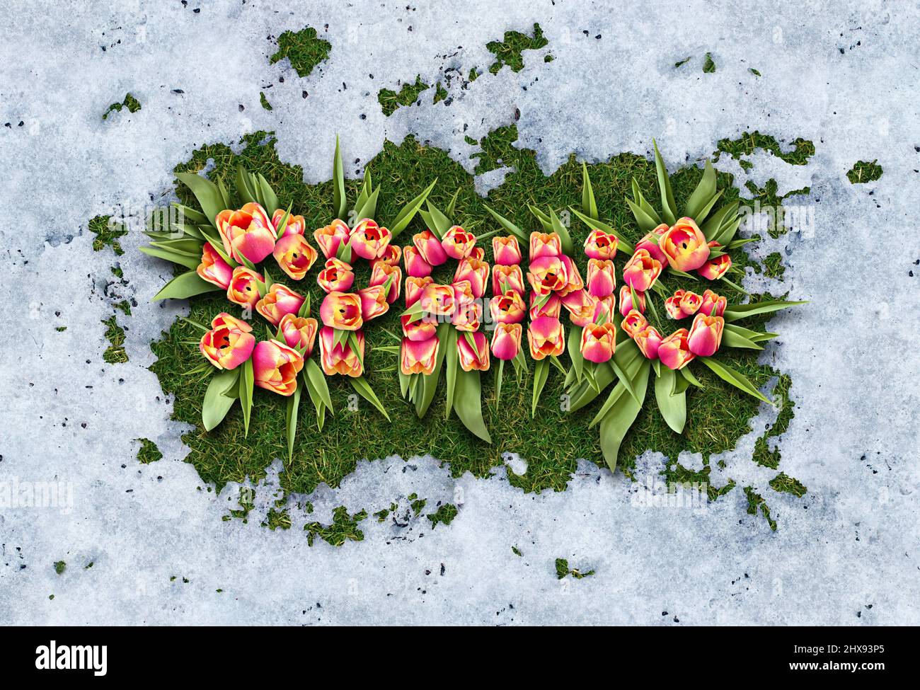 Spring symbol as thawing melting after winter weather and before summer as white snow with tulips and green grass shaped as text with frosted ice. Stock Photo