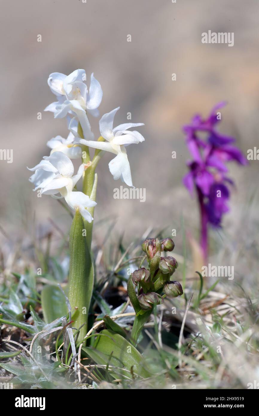 Frog Orchid, Dactylorhiza viridis, (white var alba and normal Early Purple Orchids, Orchis mascula), Shetland, Scotland, UK Stock Photo
