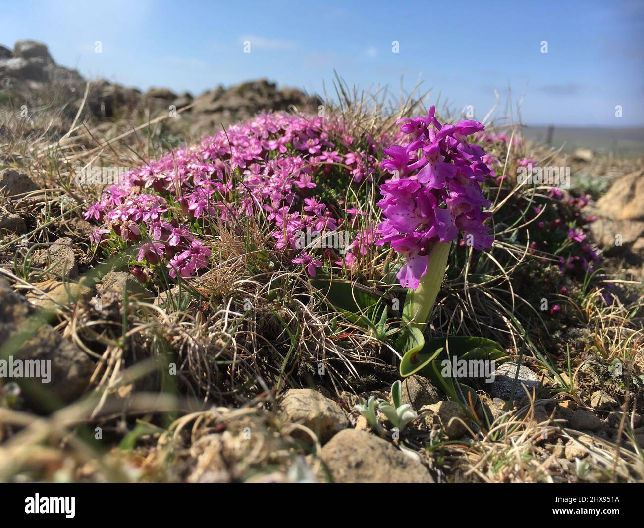 Early Purple Orchid, Orchis mascula, (and Moss Campion, Silene acaulis) on Keen of Hamar serpentine fell-field, Shetland, Scotland,UK Stock Photo