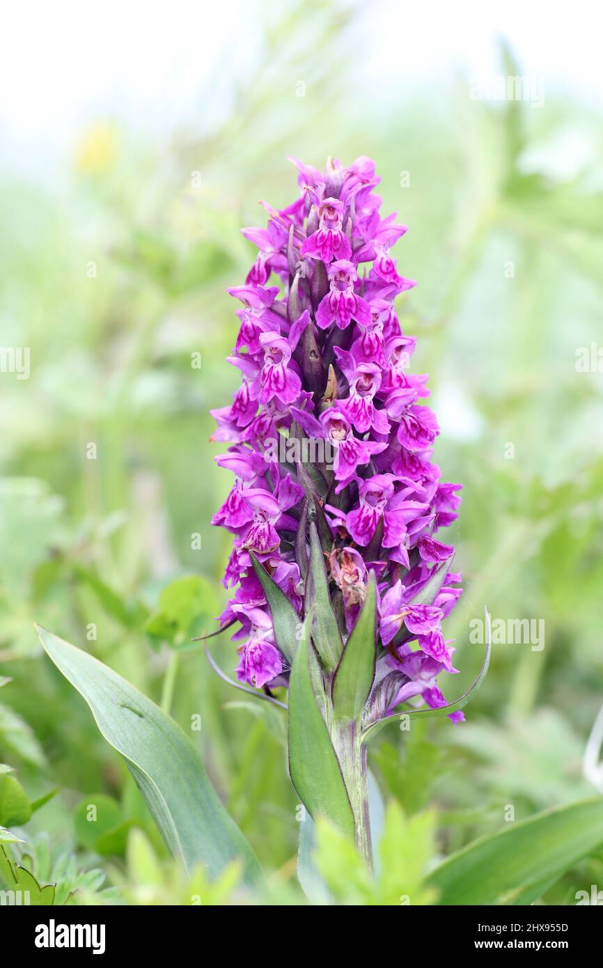 Northern Marsh Orchid, Dactylorhiza purpurella, Shetland, Scotland, UK Stock Photo