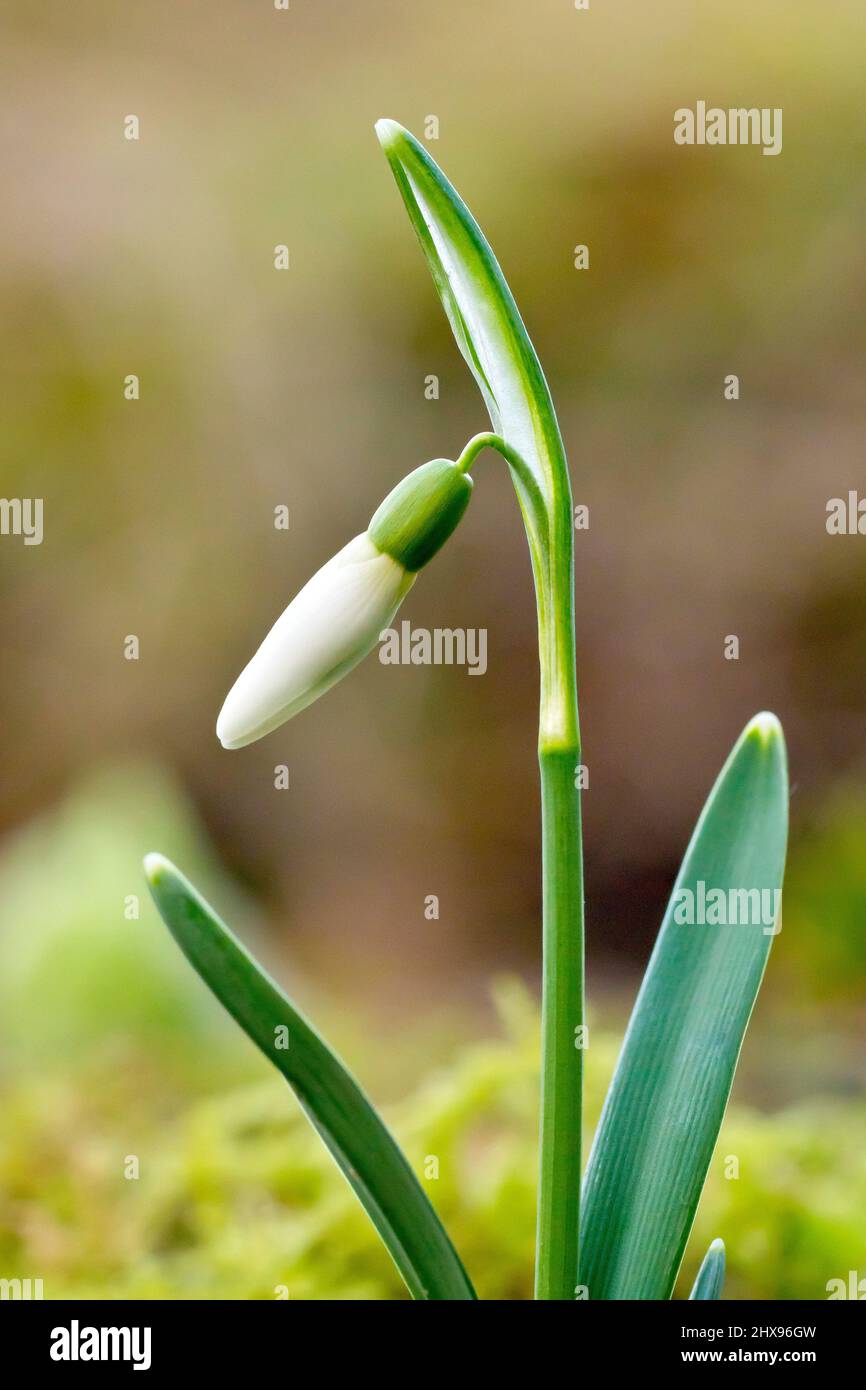 Snowdrop (galanthus nivalis), close up highlighting a single plant ...