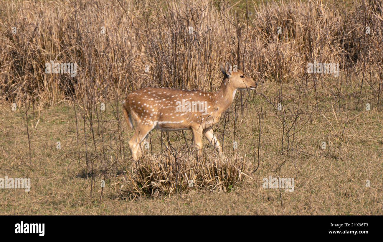 : Female child of deer roaming in the ground giving side pose Stock Photo