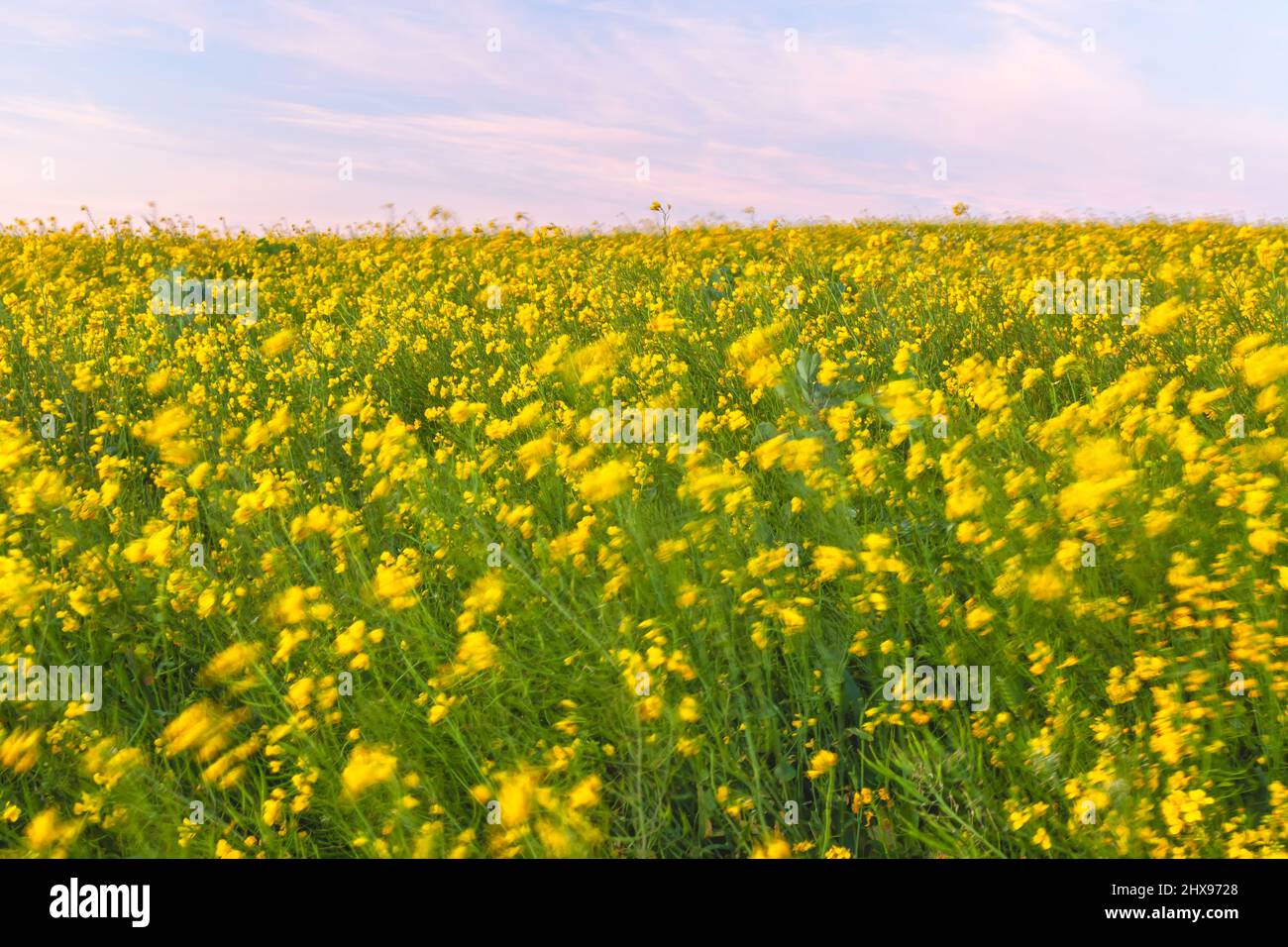 Field of mustard wildflowers under a mild windy morning at Point Reyes National Seashore, California, USA. Stock Photo