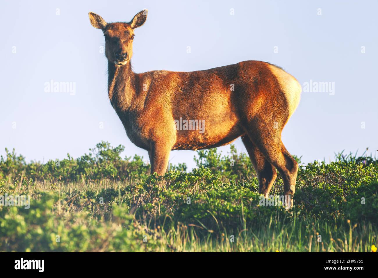 Tule elk cow Cervus canadensis nannodes at Tule Elks Reserve in Point Reyes National Seashore, California, USA. Stock Photo