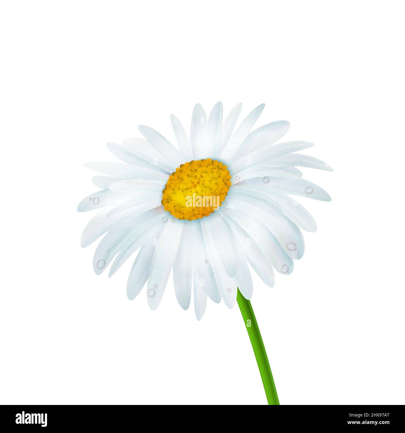 Realistic daisy flower isolated over white background, vector ...