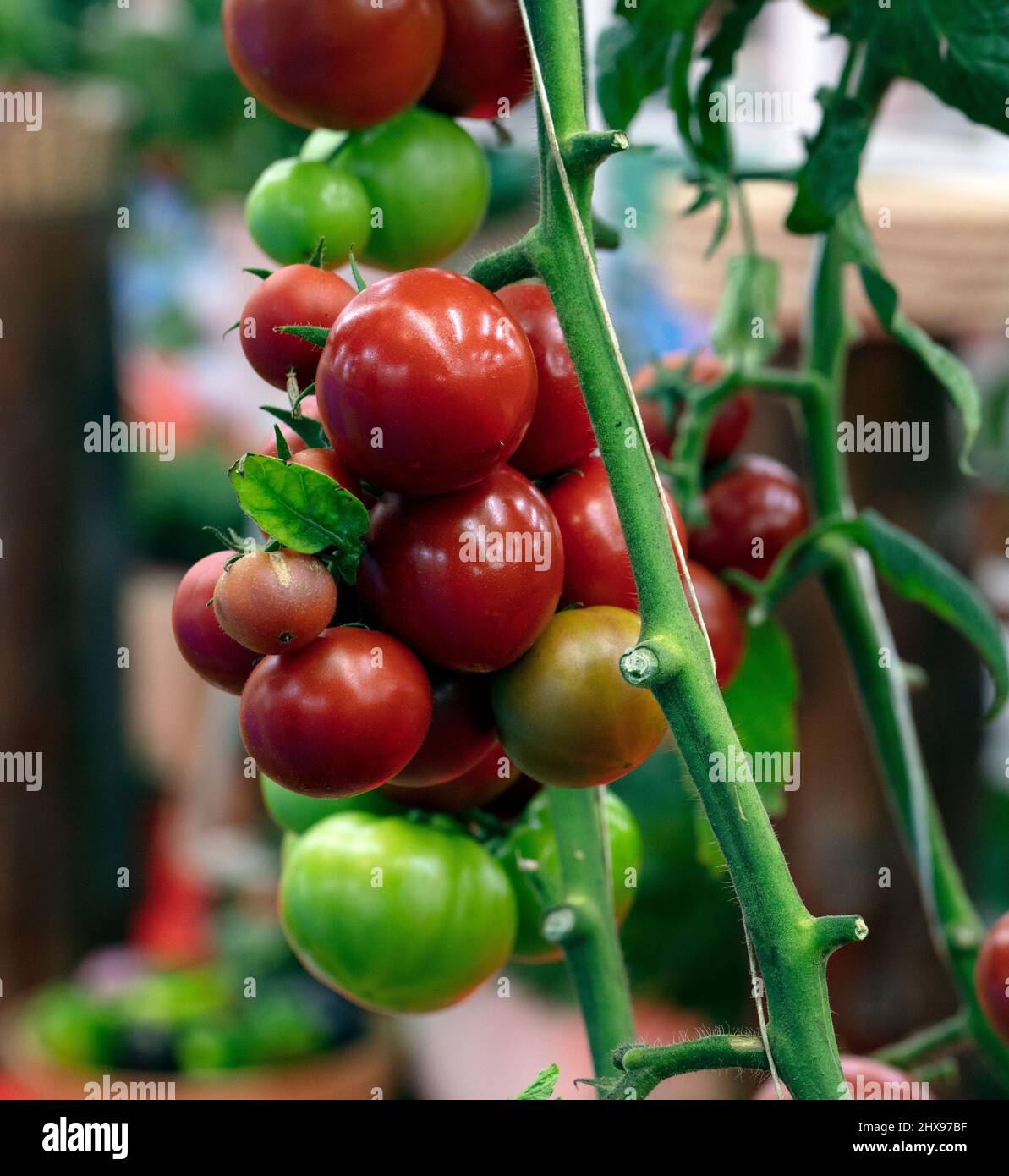 fresh vegetables from Qatar farms Stock Photo Alamy