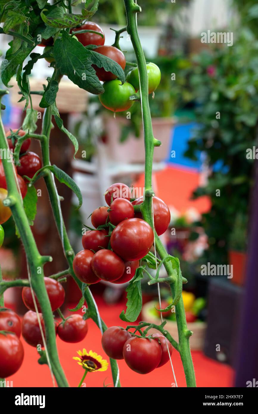 fresh vegetables from Qatar farms Stock Photo Alamy