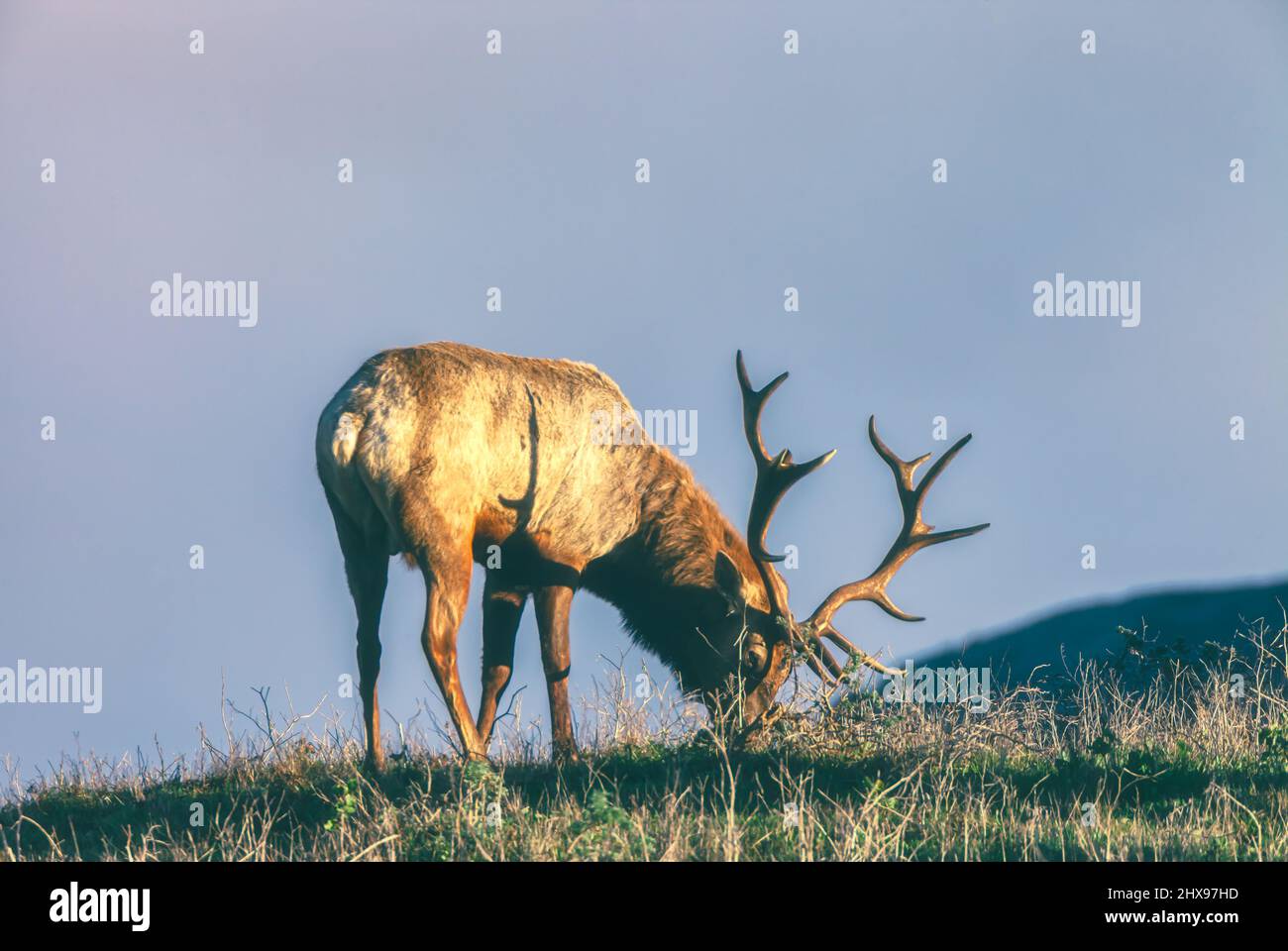 Tule elk bull Cervus canadensis nannodes at Tule Elks Reserve in Point Reyes National Seashore, California, USA. Stock Photo