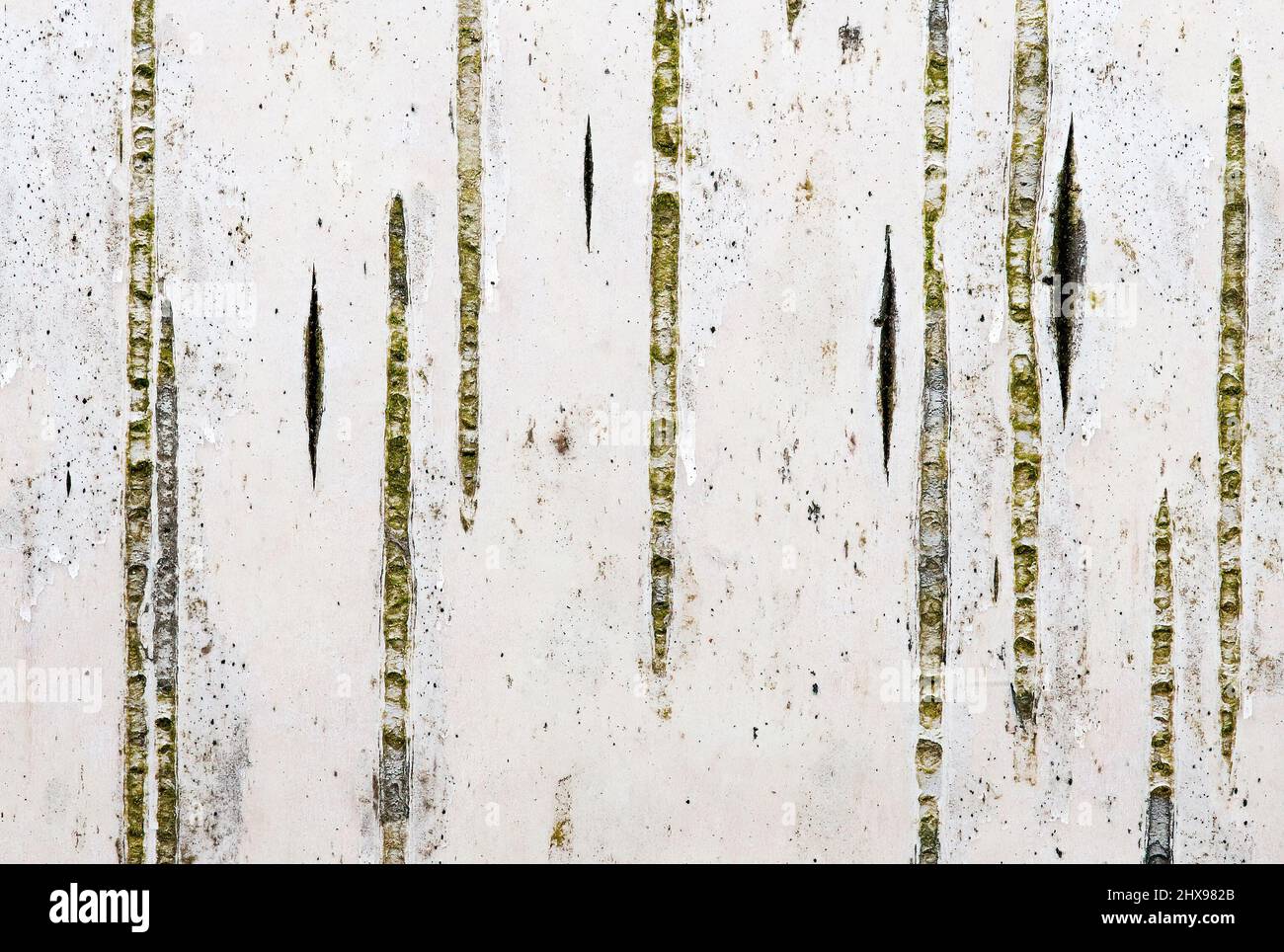 Birch bark abstract suggesting snowy landscape with trees Stock Photo