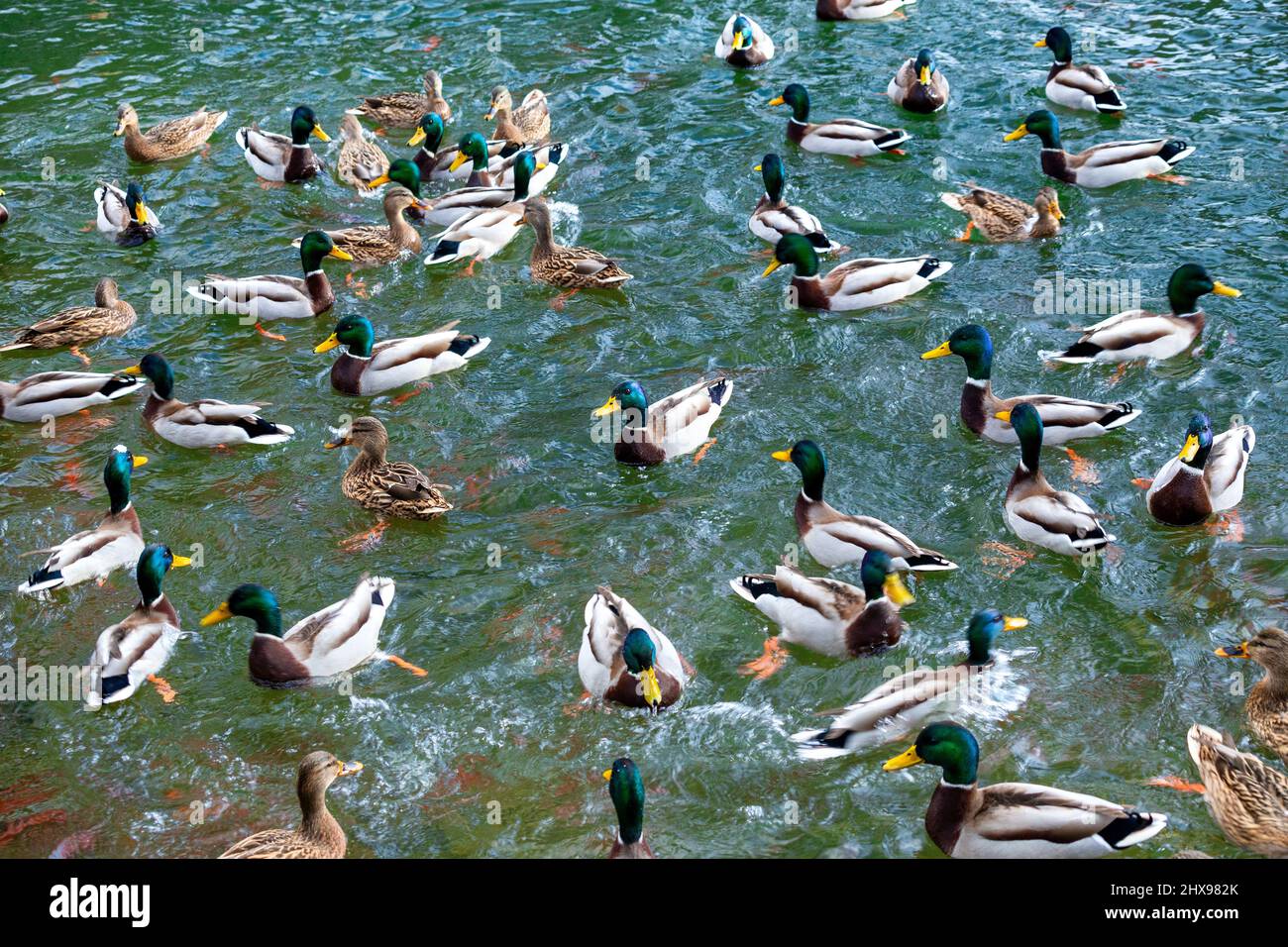 A large group of ducks on the lake Stock Photo Alamy