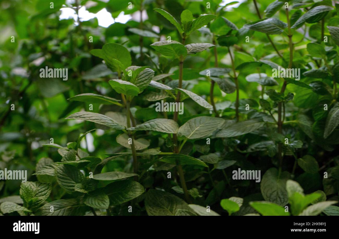 fresh vegetables from Qatar farms Stock Photo Alamy