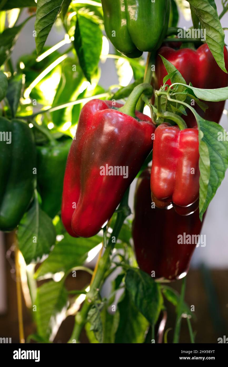 fresh vegetables from Qatar farms Stock Photo Alamy