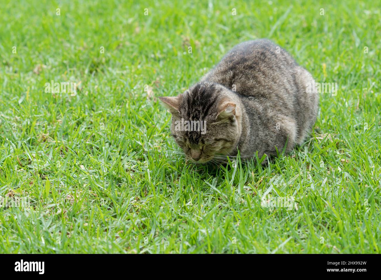 Tabby cat curled up and sleeping with its eyes closed on a green grass lawn Stock Photo