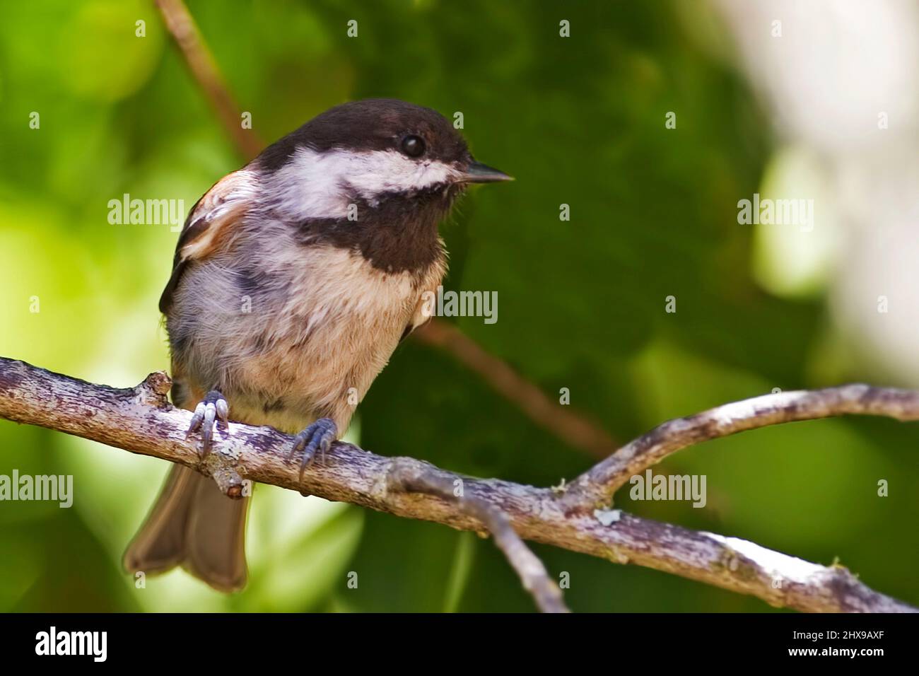 A Chestnut-backed Chickadee, Poecile rufescens, perched on branch Stock Photo