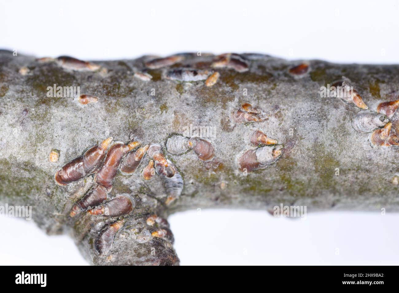 Apple mussel scale or oystershell scale (Lepidosaphes ulmi) is a widely invasive scale insect that is a pest of trees in orchards and others plants. Stock Photo