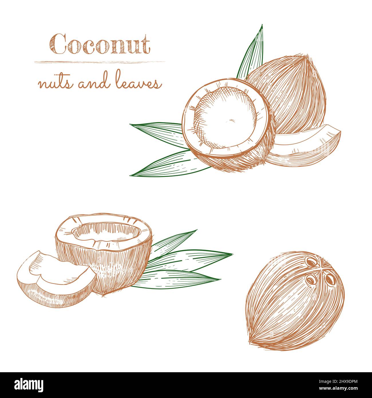 Coconut Seed Drawing