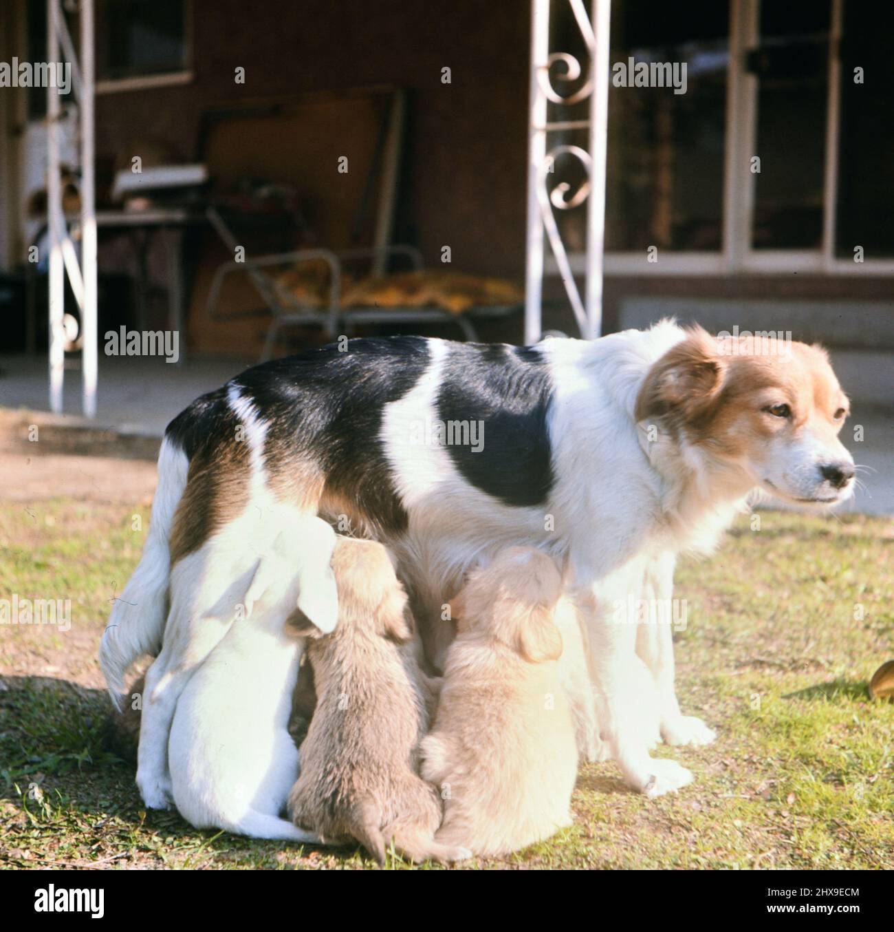 Mother dog nursing her puppies while standing up ca. probably 1960s or