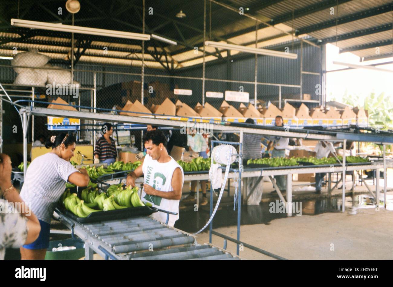 Workers in a banana factory or banana distribution warehouse ca. 2000