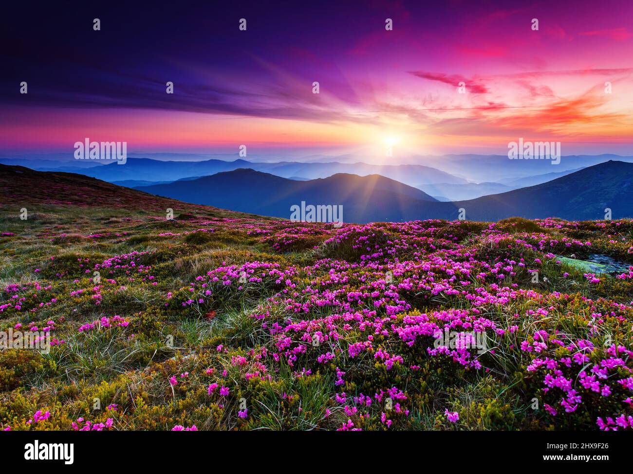 Magic pink rhododendron flowers on summer mountain.Carpathian, Ukraine. Stock Photo