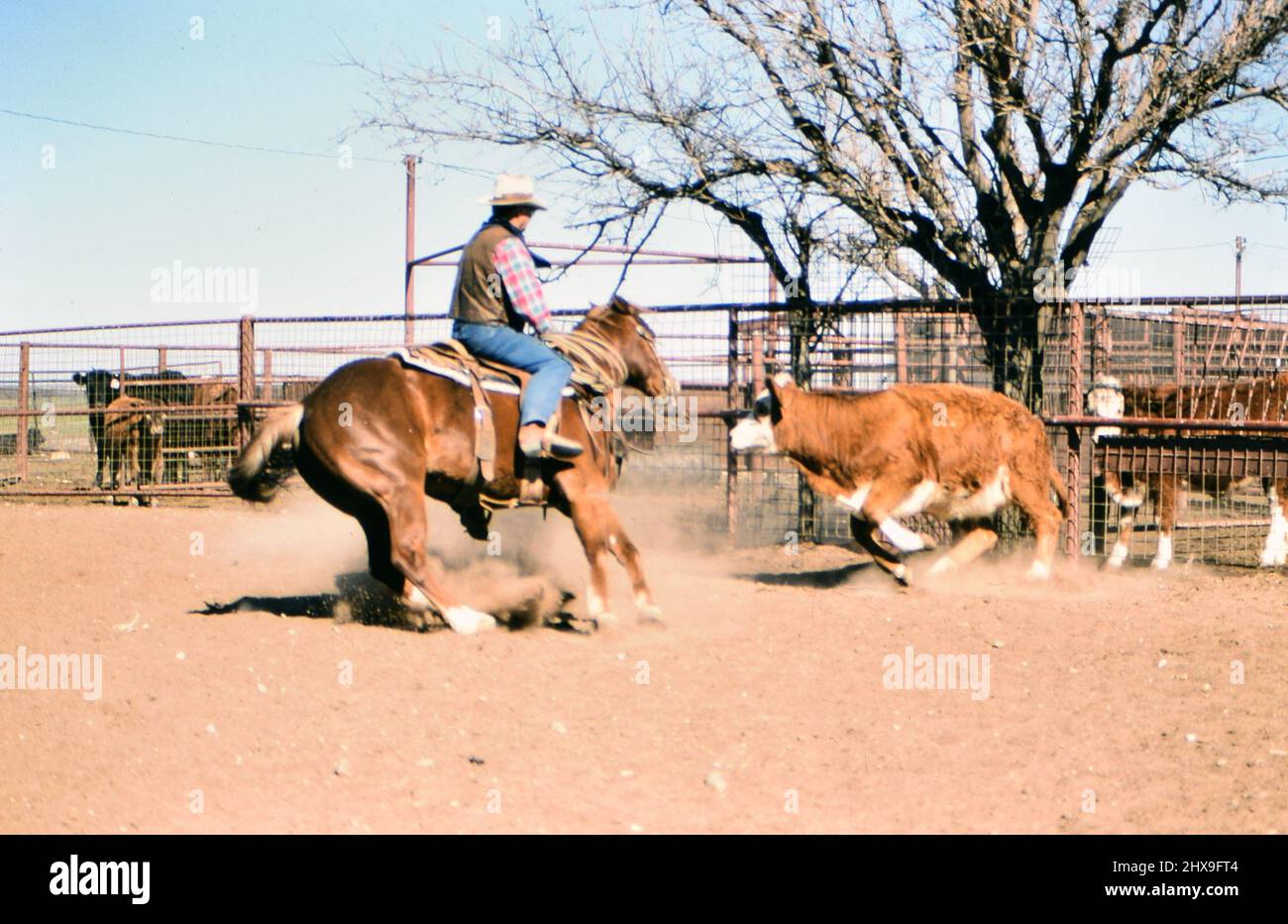 A cowboy is working out a cutting horse on the R.A. Brown Ranch in