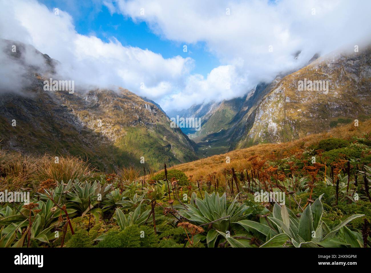 Fiordland plants native alpine grassland and mountain flora with view of Clinton Valley South Island New Zealand Stock Photo