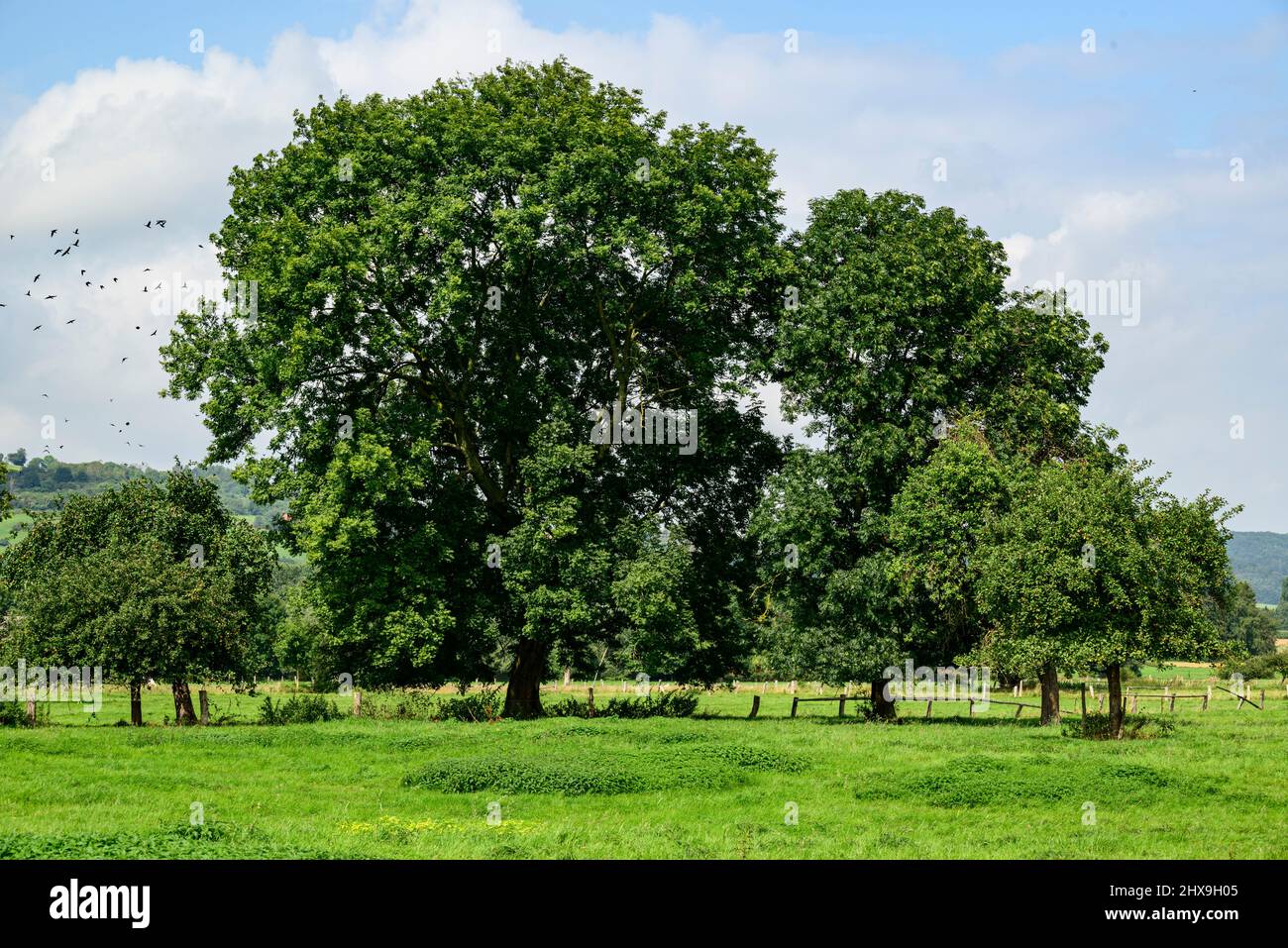 Group of ash trees (Fraxinus excelsior) with green foliage under a cloudy blue sky on a floodplain meadow near the Emmer river, Lügde, Germany Stock Photo