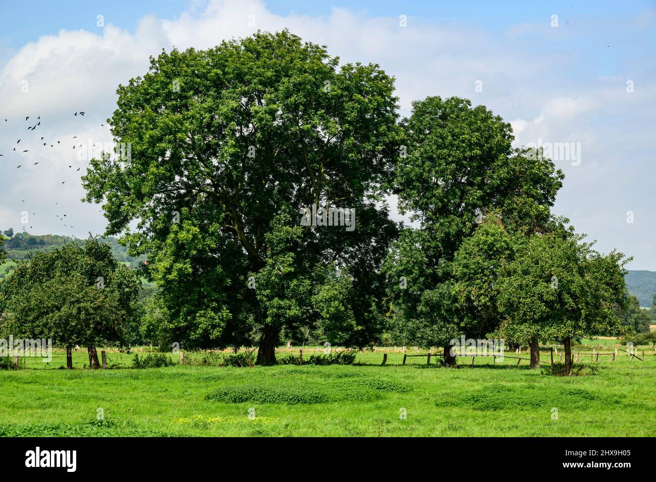 Group of ash trees (Fraxinus excelsior) with green foliage under a ...