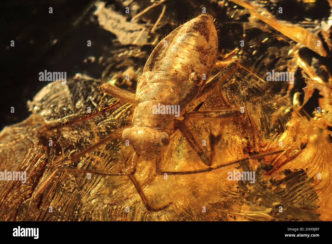 true bug (heteroptera miridae) imprisoned in baltic amber Stock Photo