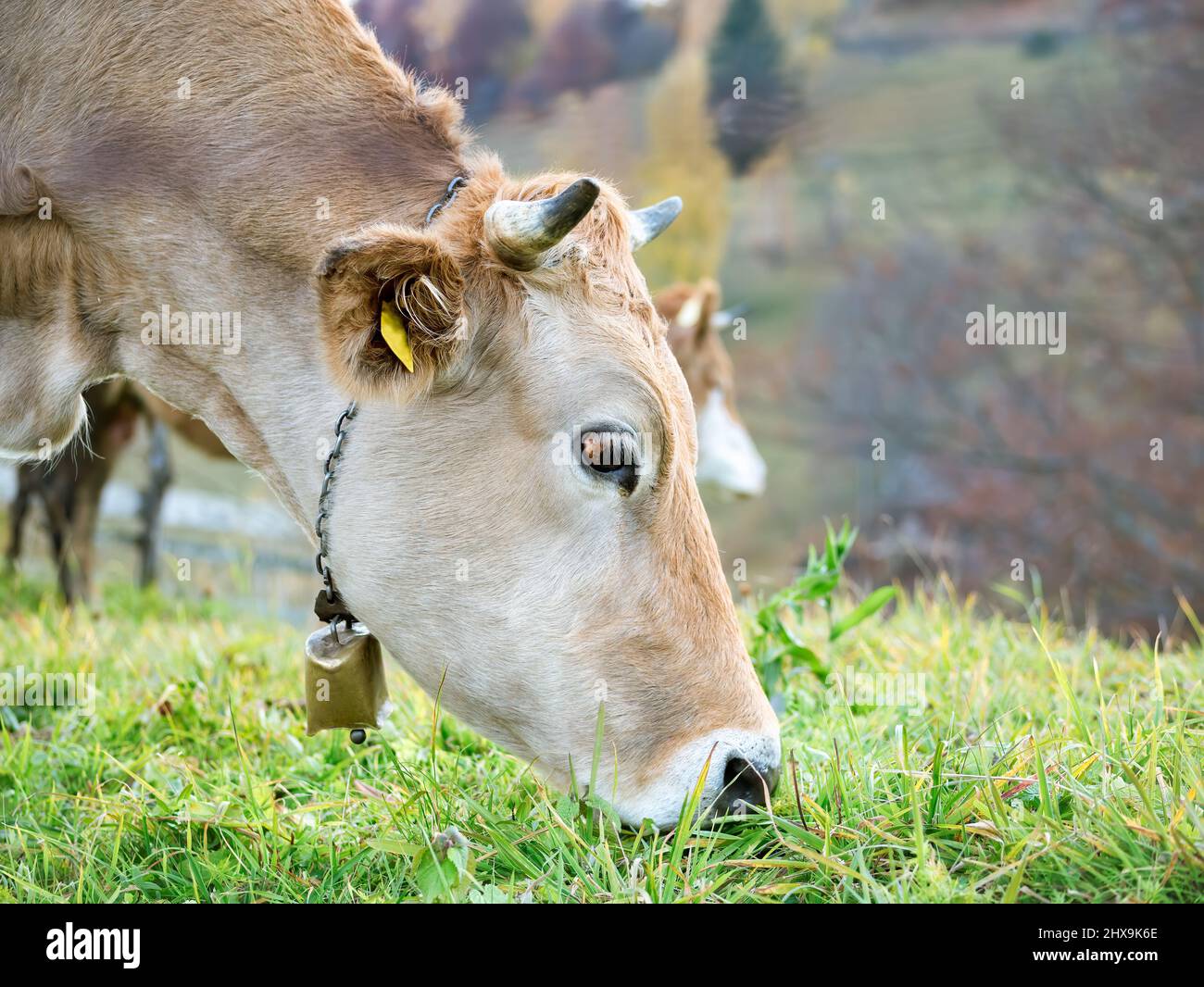 14,627 Cow Bells Royalty-Free Photos and Stock Images