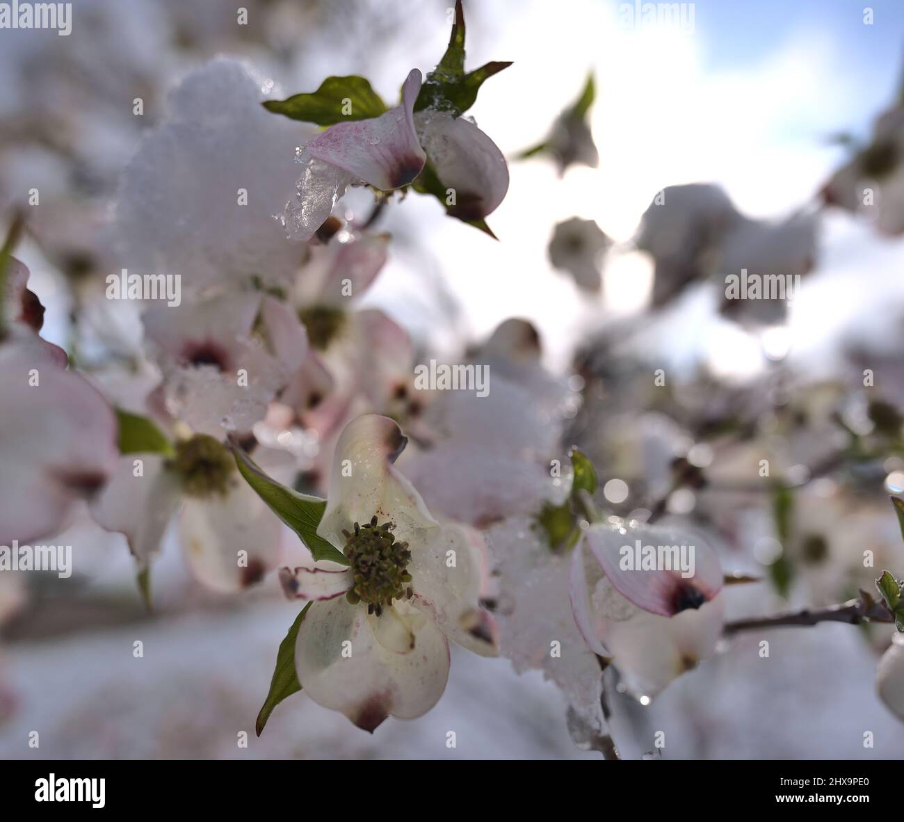 A macro image of a dog wood tree that has bloomed and been covered by snow in a late season snow storm with clearing skies in the background. Stock Photo