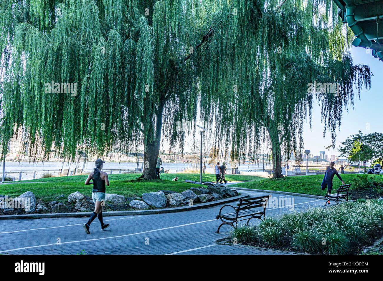 Joggers and Weeping Willow Tree, Riverside Park South, New York City, New York, USA Stock Photo