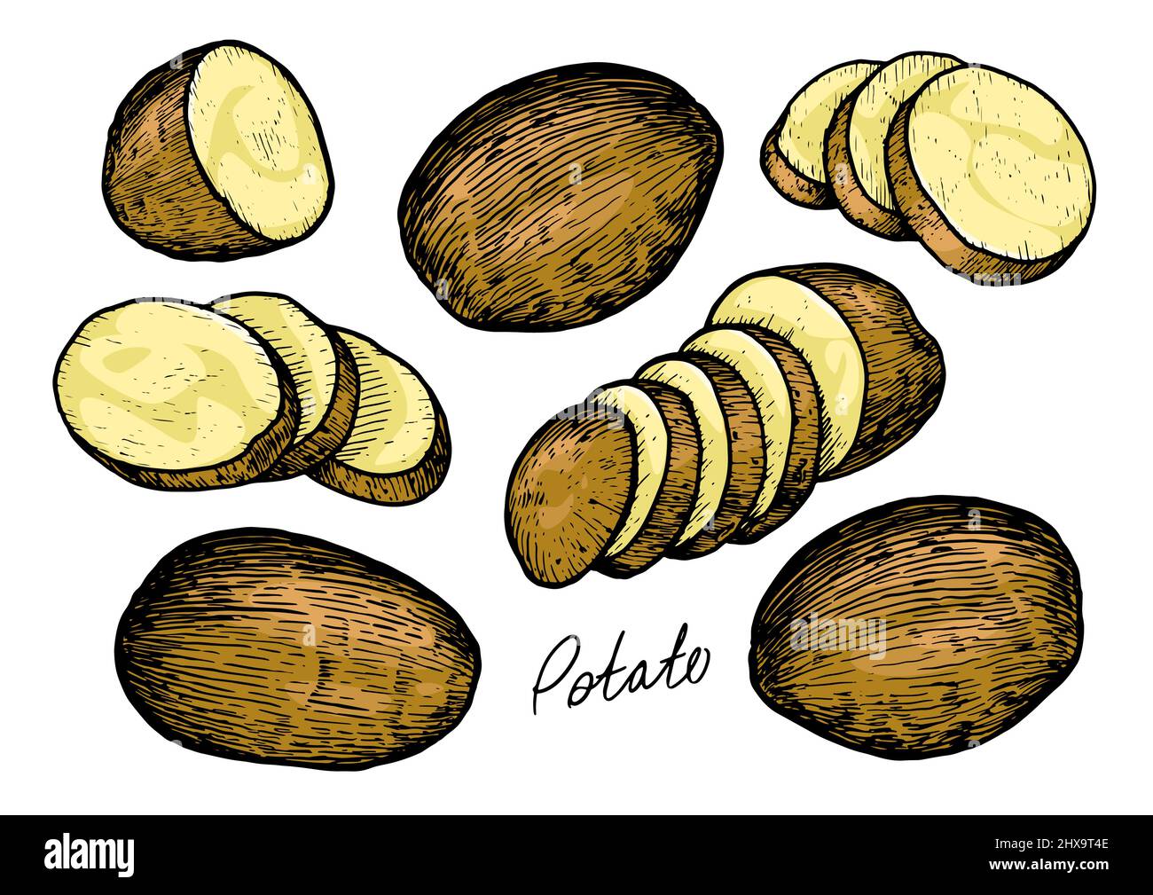 Raw potatoes set with whole root crops and sliced pieces. Farm vegetables vector illustration Stock Vector