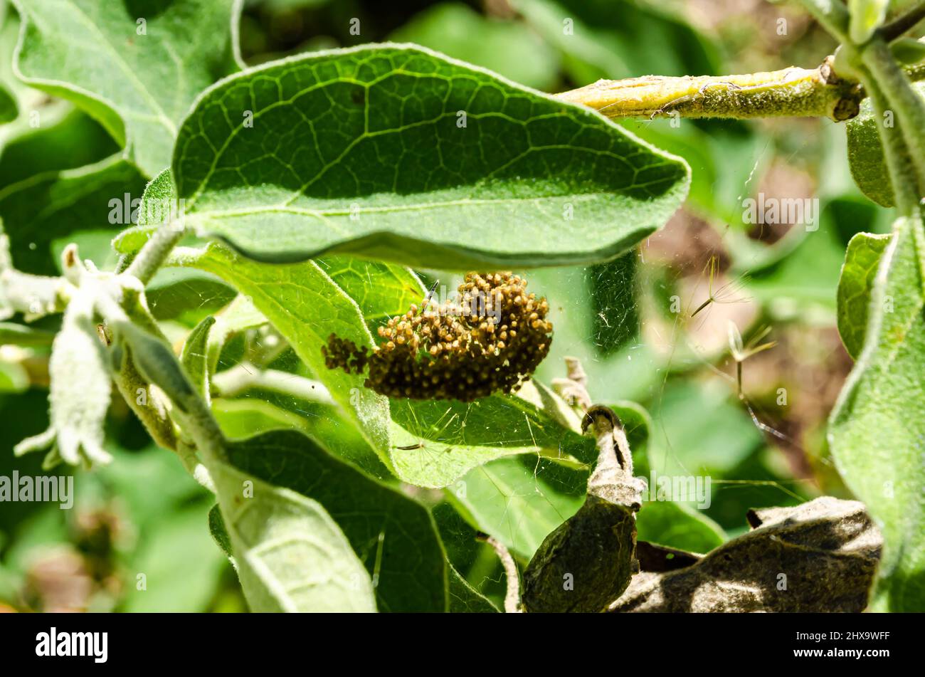 Young Spider Cluster Stock Photo - Alamy