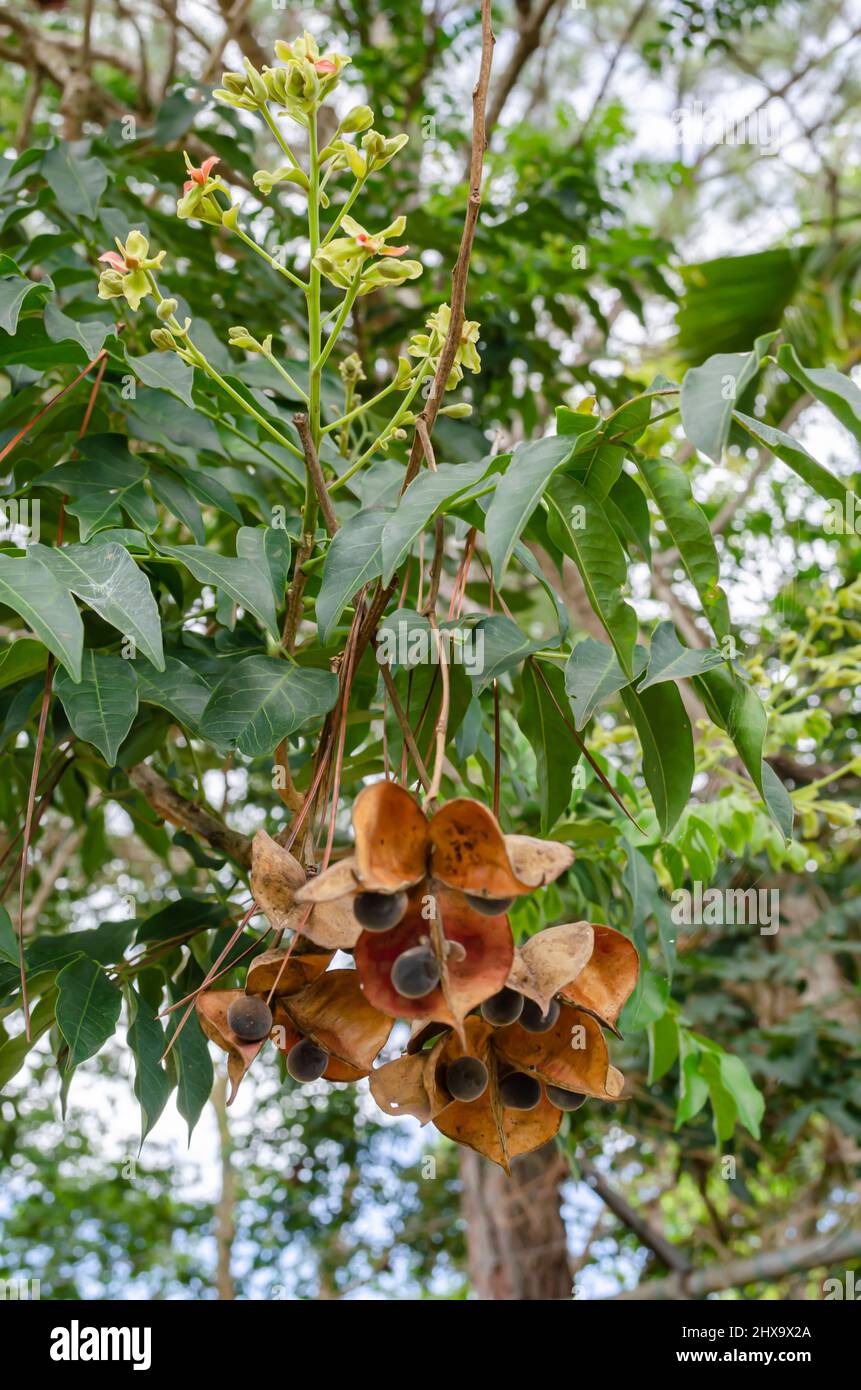 Fruits And Blossoms Of Majidea Zanguebarica Stock Photo - Alamy