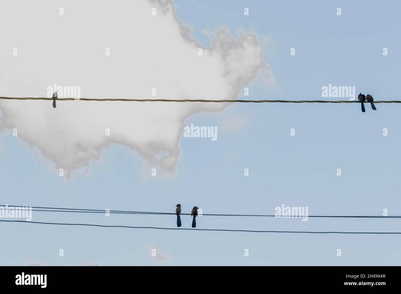 Black birds perch on power lines that are stretch across the cloudy sky