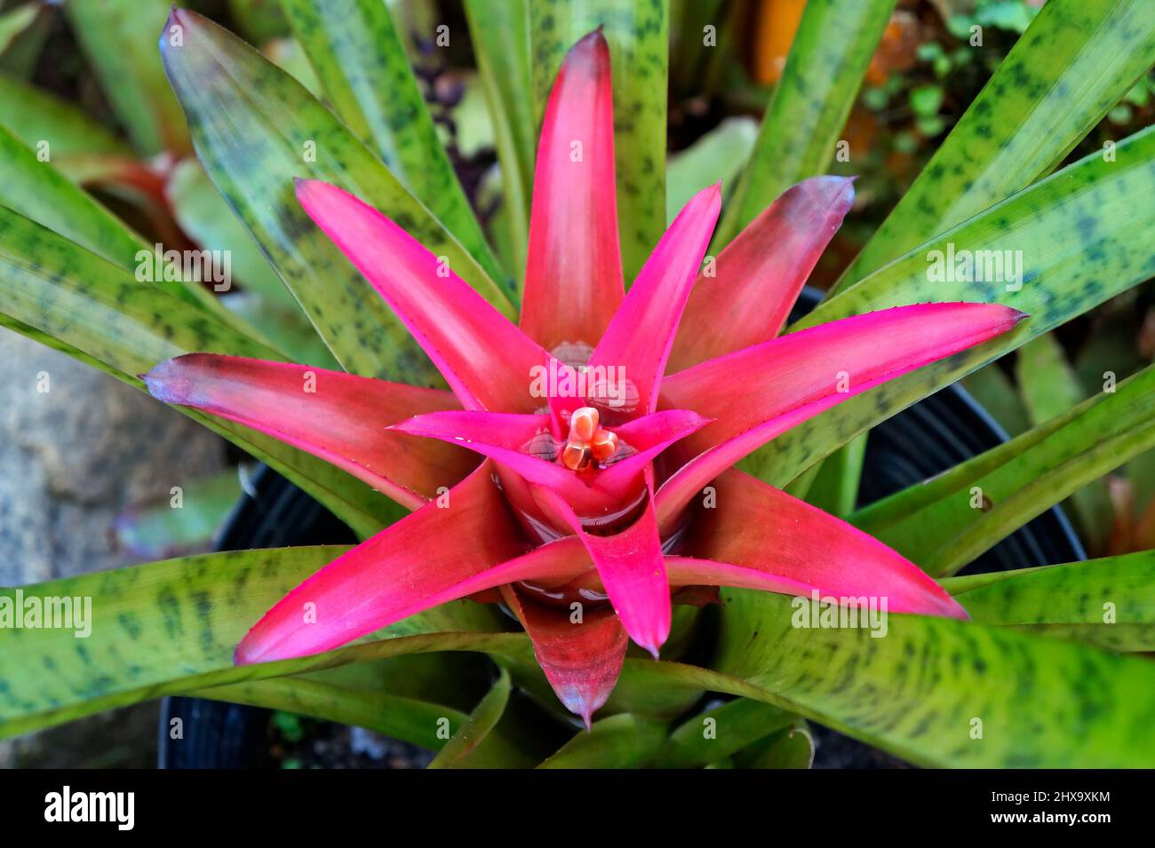Colorful bromeliad on tropical garden Stock Photo