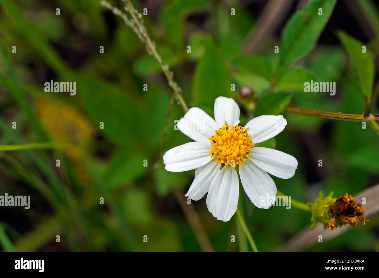 Spanish needle flowers (Bidens alba Stock Photo Alamy