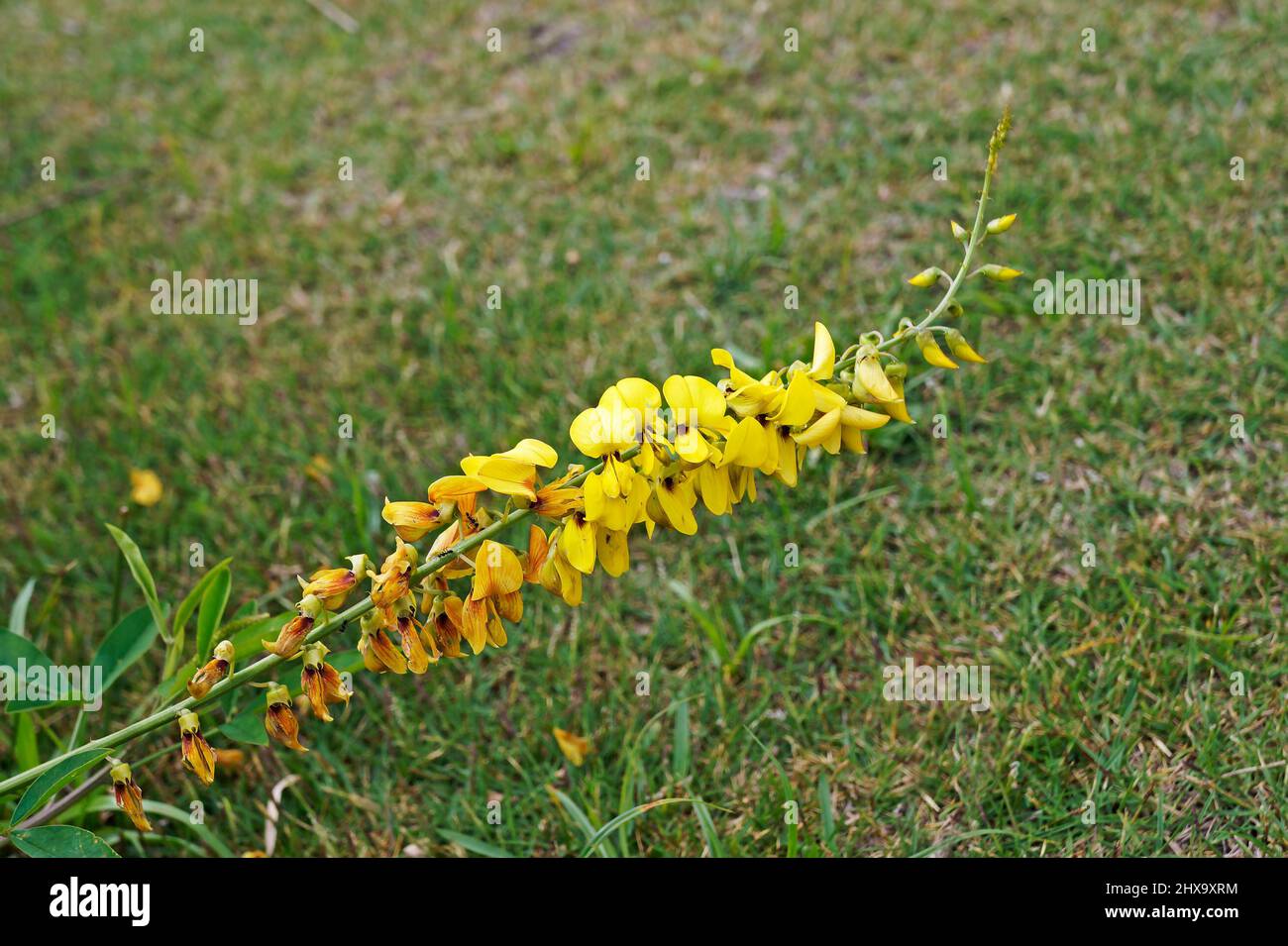 Wild yellow flower (Crotalaria spectabilis) Stock Photo