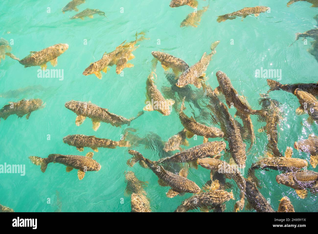 Mountain lake carp fish hi-res stock photography and images - Alamy