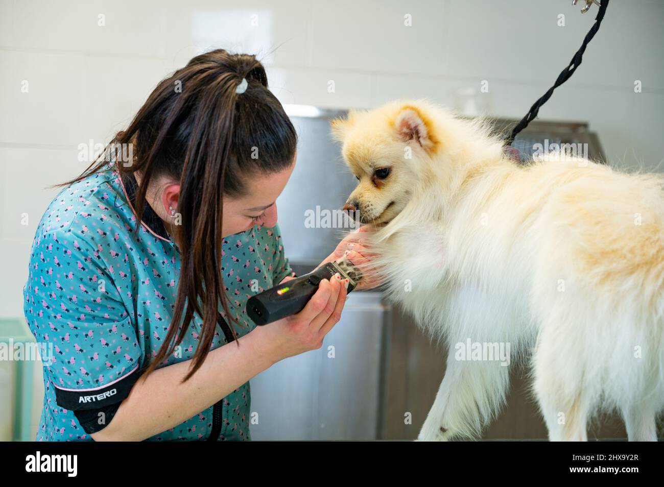 Young groomer using a razor for shaving hair under the paw of a dog