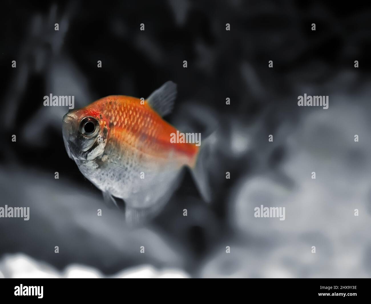 Freshwater Barb or X-Ray Fish Stock Photo
